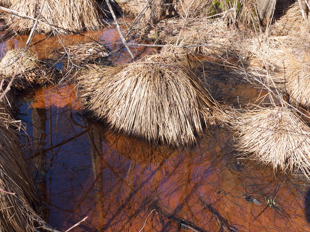 swamp hummucks | These formed in a swampy area now drained. | karolusF ...