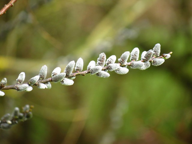 Male catkins on Salix irrorata.