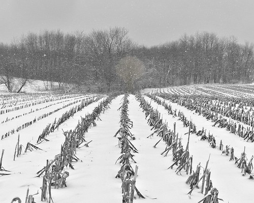 snow tree field corn rows challenge focalpoint assignment52132013lines