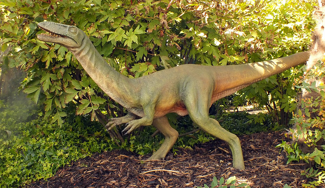 Coelophysid (†Megapnosaurus rhodesiensis) female