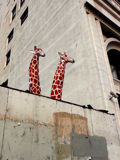 Urban Giraffes