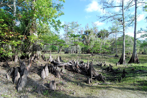 nature forest landscape scenery florida wildlife scenic swamp wetlands palmdale cypresstrees fisheatingcreek cypressswamp cypressknees fisheatingcreekwildlifemanagementarea