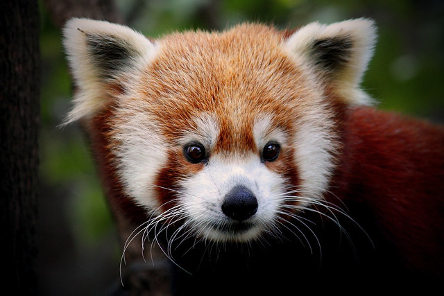 Il Panda Rosso | GiacoGala Photo