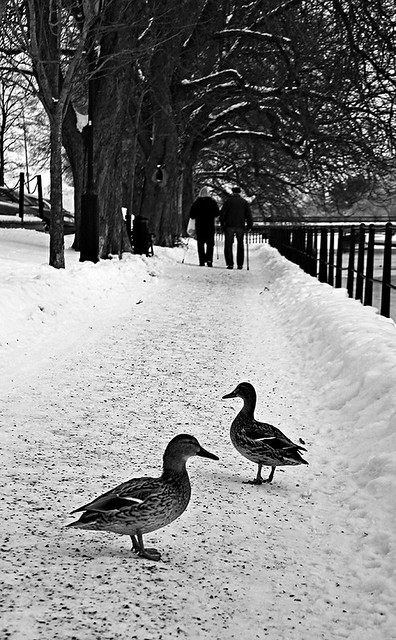 Mallards and an old couple (Explore)