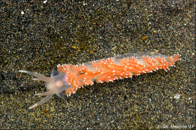 Flabellina verrucosa