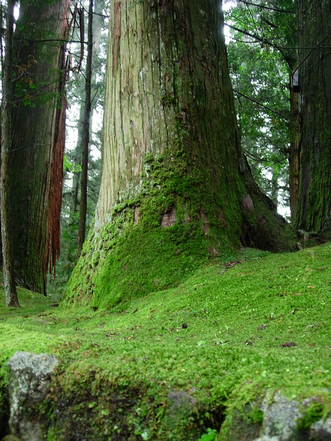 Moss Cedar