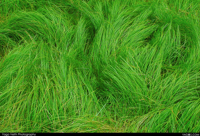 Radioactive Grass (PS#2)