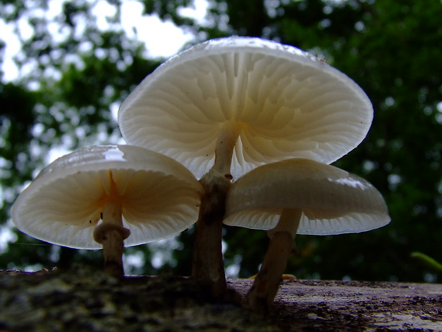 Close up fungi..