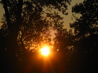 Sunset through the Cottonwood Trees