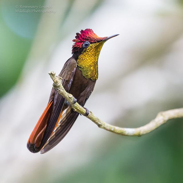 Ruby-topaz Hummingbird -Chrysolampis mosquitus