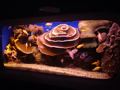 Кораллы и рыбы в аквариуме