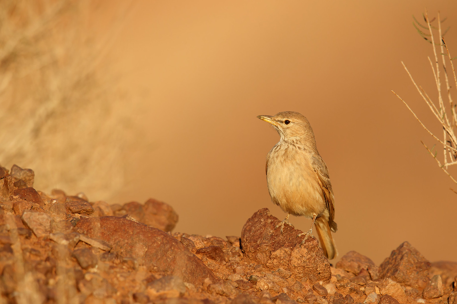 Ammomanes deserti | Desert Lark | stenökenlärka