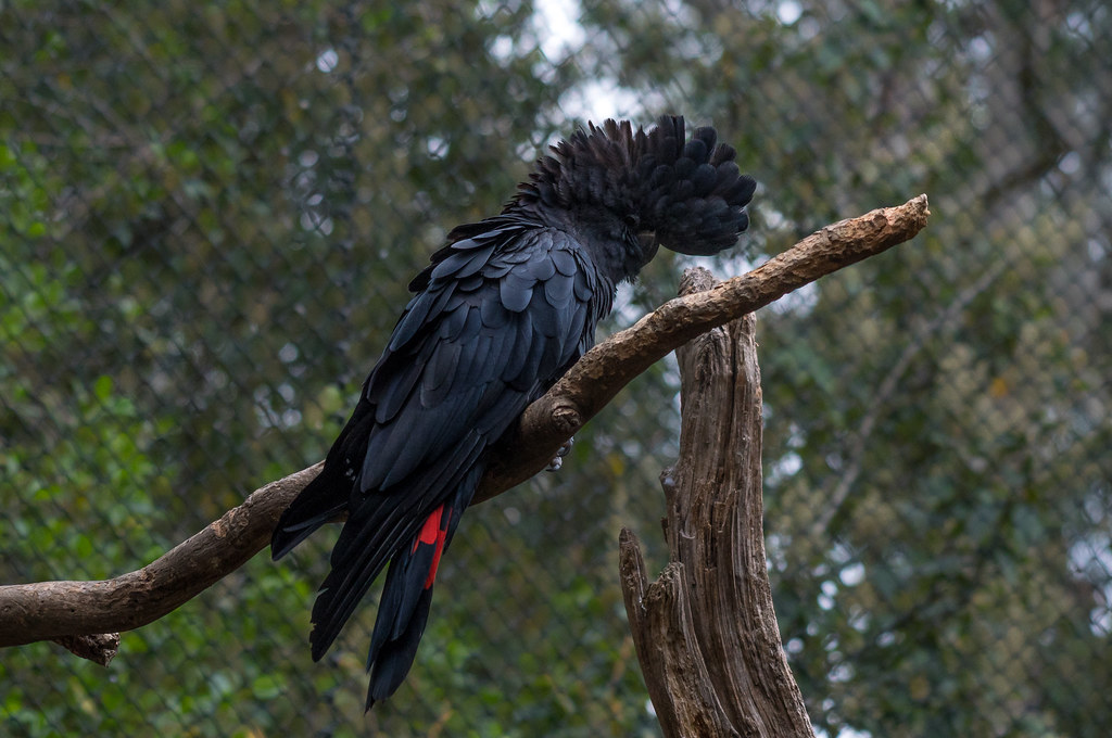 Краснохвостый черный какаду. Траурный какаду Бэнкса (лат. … | Flickr