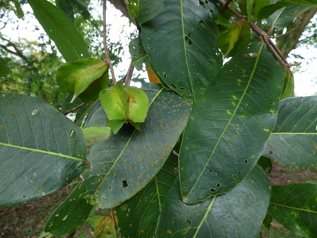 starr-180406-0760-Terminalia_arjuna-fruit_leaves-DOFAW_Arboretum_Hilo-Hawaii