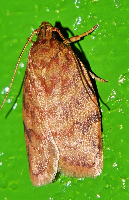 Long horn streaky pumpkin moth Lophopepla sp Oecophorinae Oecophoridae Airlie Beach rainforest P1230684
