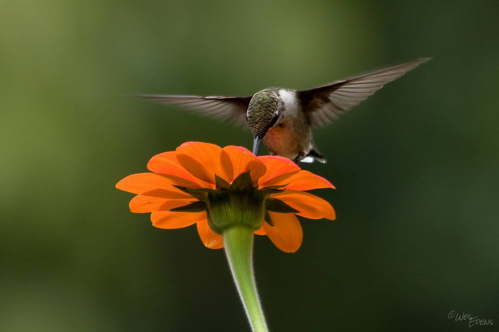 Ruby-throat hummingbird
