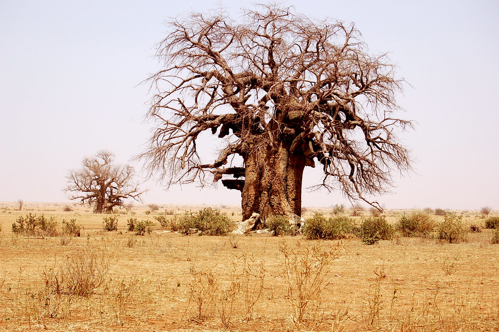 Baobab Trees: oldest living tree in the world, the old world tree, the oldest tree in the world, ancient tree, oldest living tree, the oldest tree on earth, old world trees, longest living trees, longest living tree species, oldest tree species in the world.