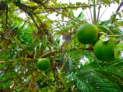 Maraca Tree Crescentia cujete | The maraca tree or Calabash tree in my n… | Flickr