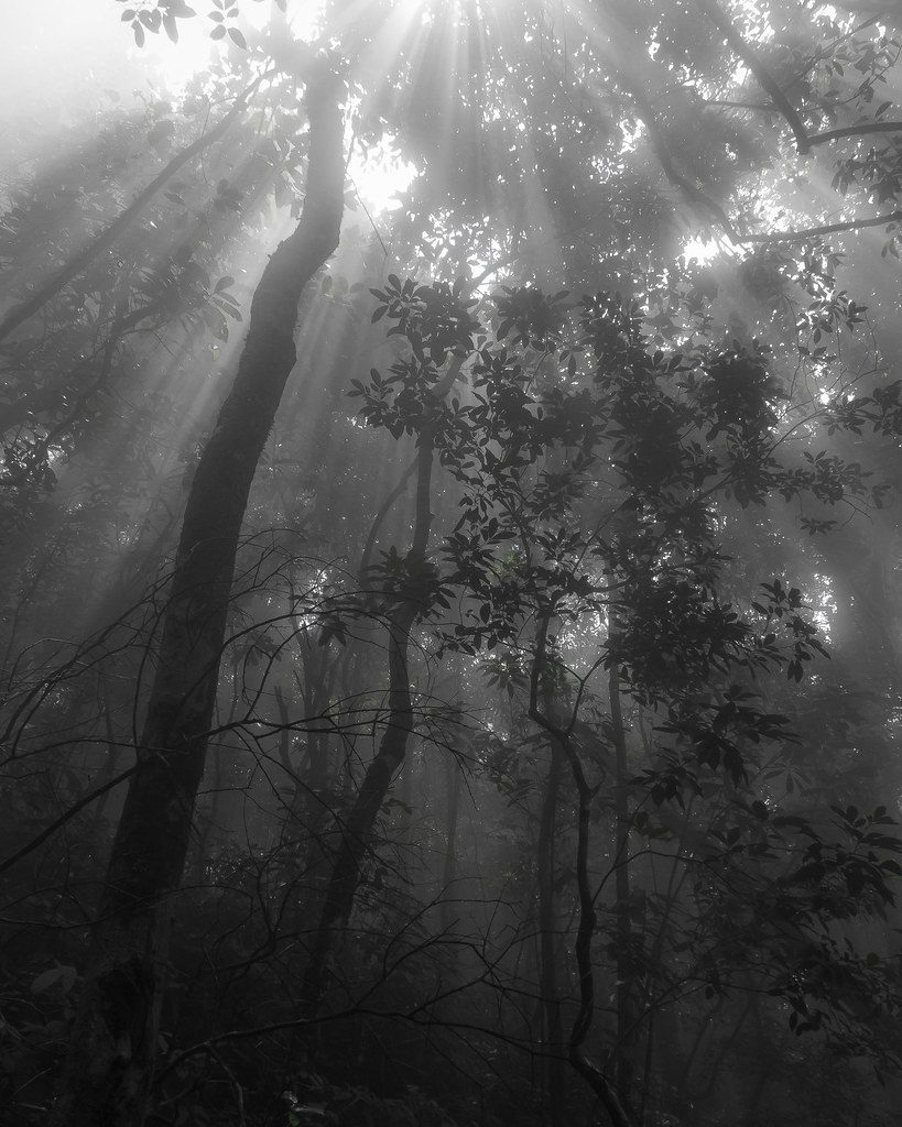 Steamy Jungle, Ba Vì National Park