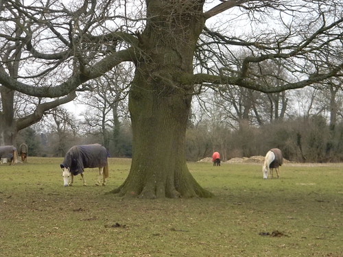 Horses round a tree Whyteleaf to Hayes