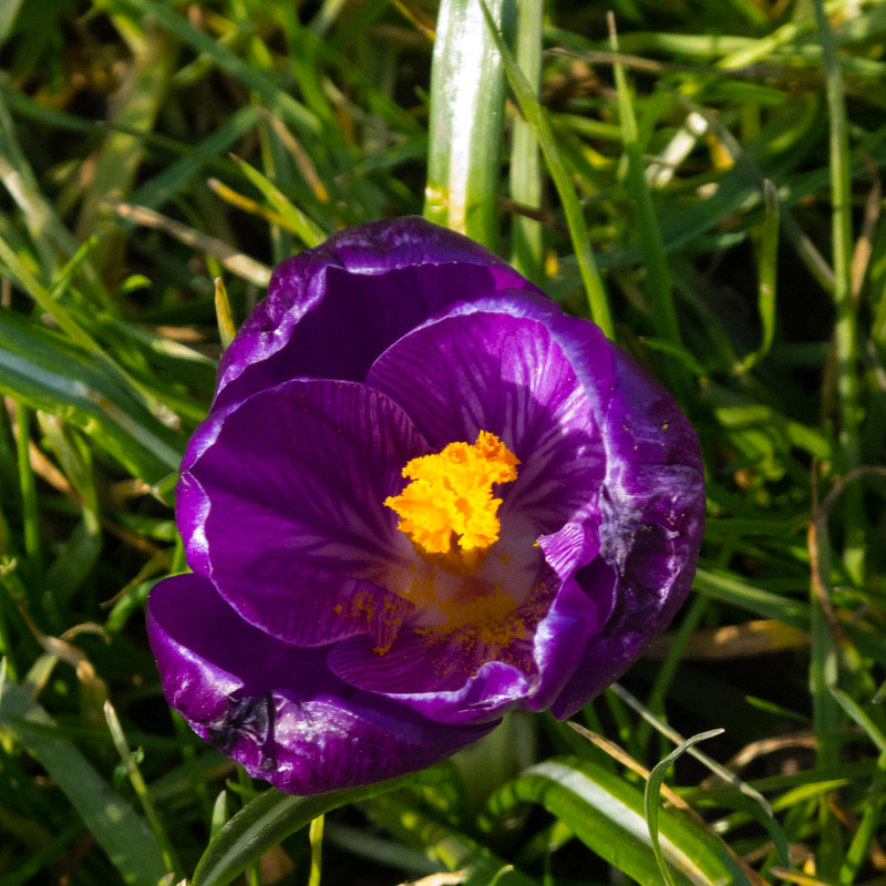 Purple crocus