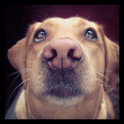 labrador love | by Haylea Jayne Photography