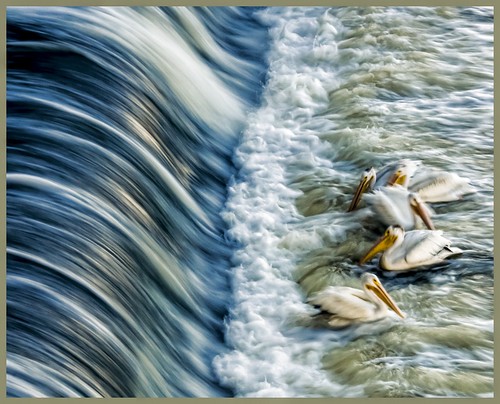 American White Pelican | by Gerry Petrin