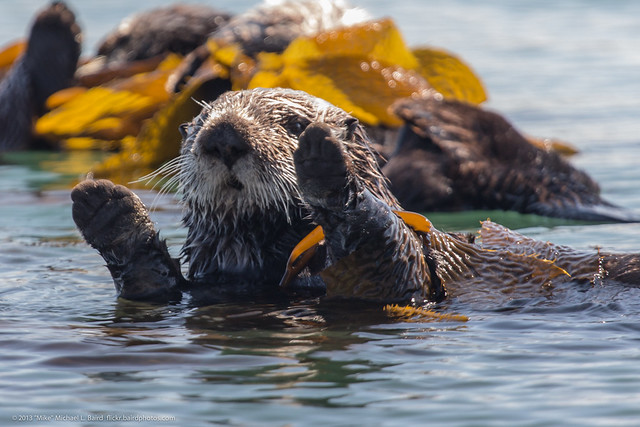 Sea Otters (Enhydra lutris), from a raft of about 15,