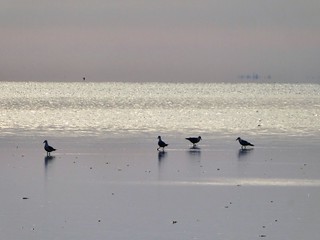 Gulls come, find food and go, Waddensea at low tide