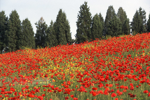 Poppies field with cypress trees (May 2005)