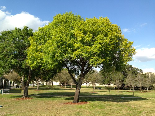 Bright green tree at USF.
