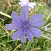 Flickr photo 'Chicory.  Cichorium intybus' by: gailhampshire.