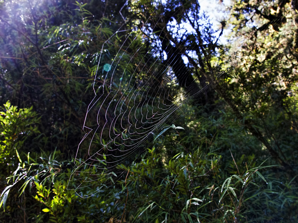 A spider web in the temperate rain forest alerce grove. Dan Lundberg. Flickr.