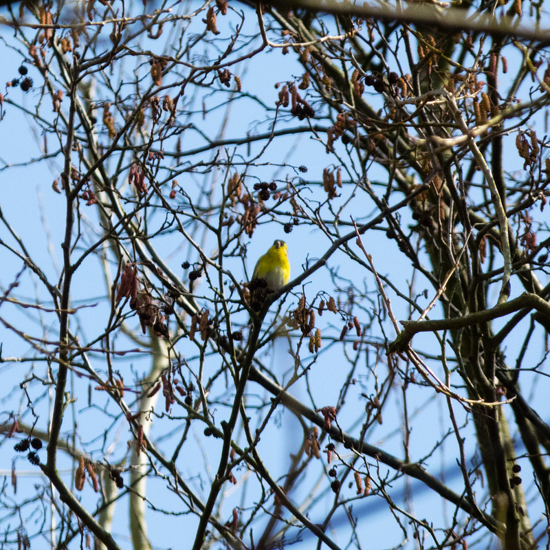 Siskin in an alder tree, Northycote