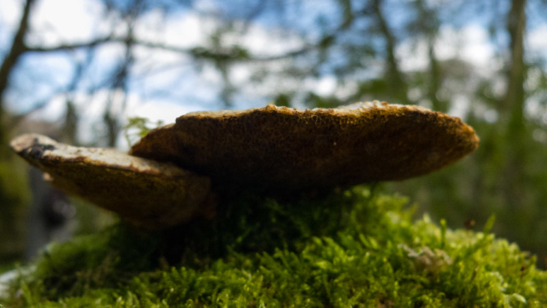 Bracket fungus, Northycote