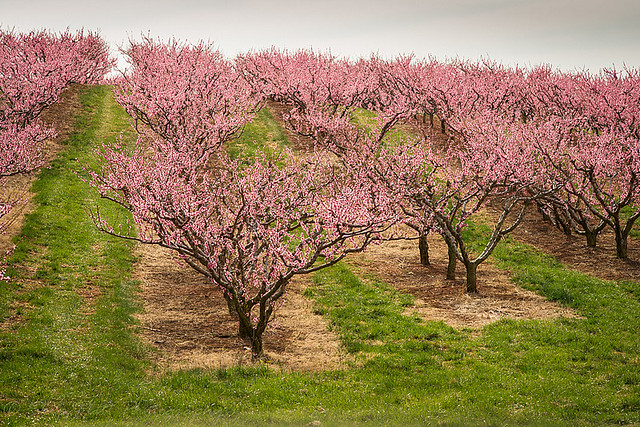 Peach Blossoms - Chiles Peach Orchard