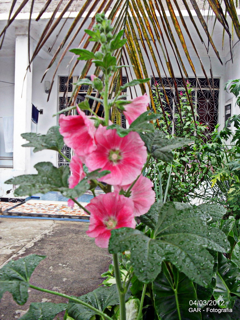Flor de Quiabo de Jardim/ Flower of okra of garden | Flickr