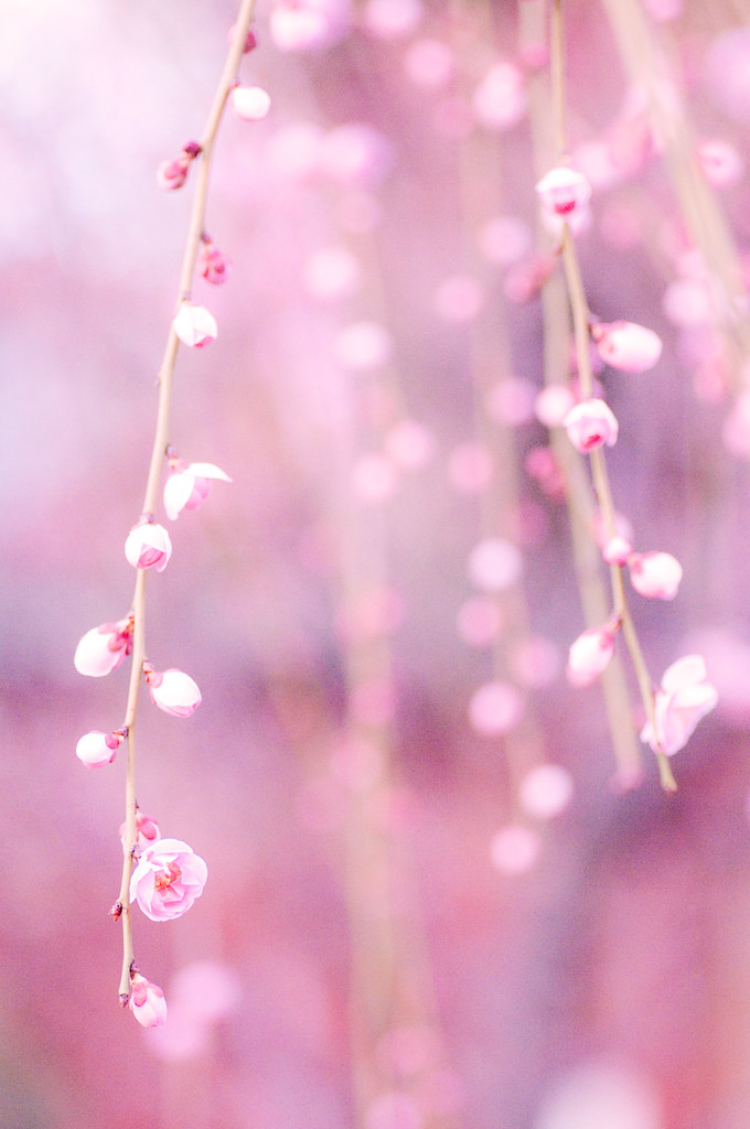 Spring dream | inoc | Flickr
