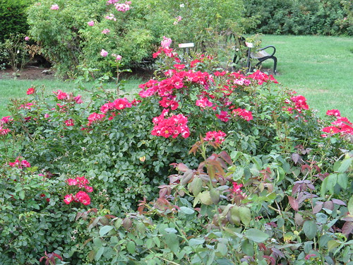 Maplewood Rose Garden - Rochester, New York | Maplewood Rose… | Flickr