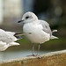 Flickr photo 'Larus canus1' by: António Pena.