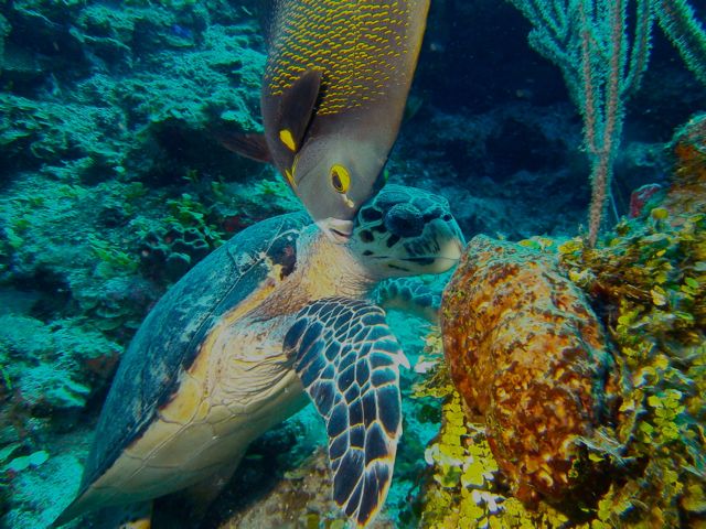 Roatan | Flickr