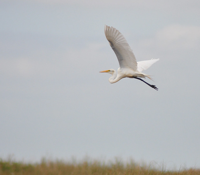 The Great Egret (Ardea alba) - Flying over the Everglades -