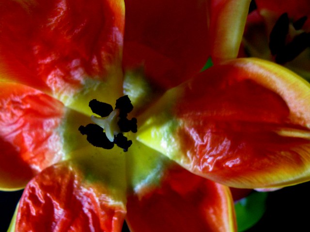tulips at home (4)