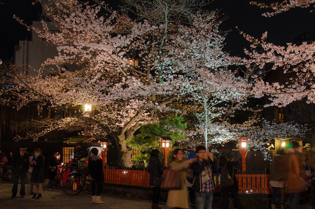 Cherry Blossom of Gion, Kyoto / 祗園の夜桜（京都）