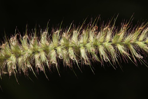 weed flowering azri alicesprings centralaustralia invasivespecies environmentalweed buffelgrass cenchrusciliaris tomharebuilding michaeljbarritt