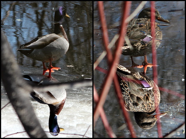 Australian ducks discover that it is a bit chilly in Ottawa
