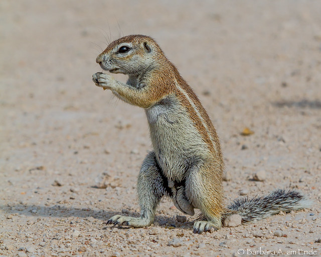 A young male South African Ground Squirrel ~~ EXPLORED [now dropped out at #157]