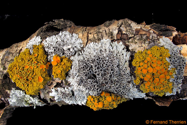 Xanthoria polycarpa / Tuckermannopse châtain (= Xanthorie pelote d’épingles) et Physcia aipolia (au centre)