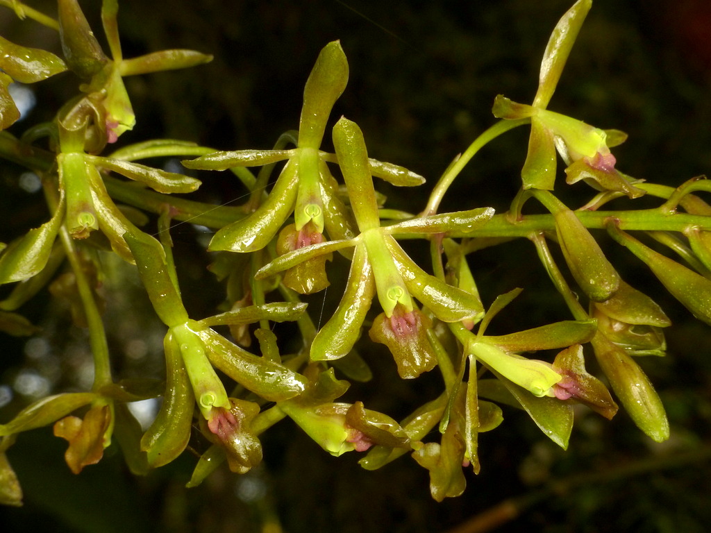 Epidendrum sp.