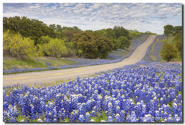 Texas Bluebonnet Highway, Texas Hill Country